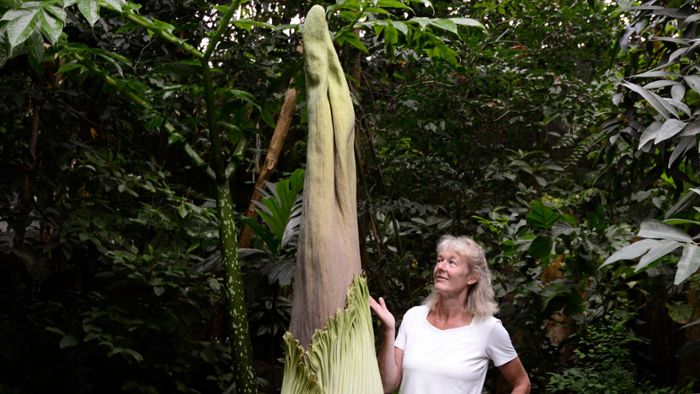 Botanischer Garten: Bald blüht größte Blume der Welt