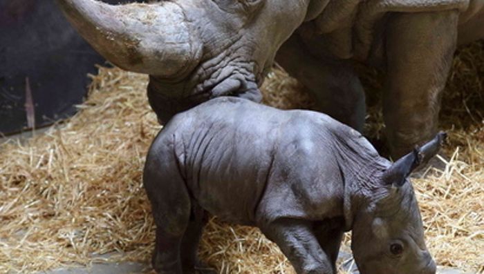 Zweites Nashornbaby im Augsburger Zoo geboren