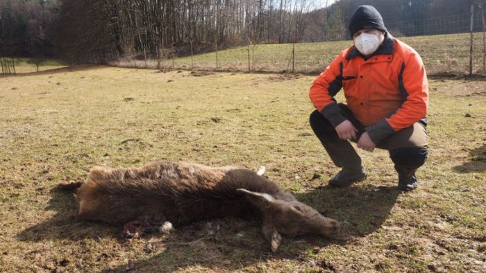 Fränkische Schweiz: Wolf reißt sieben Tiere