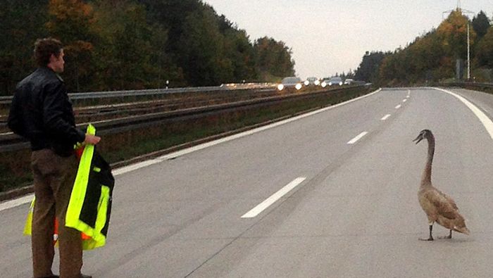 Schwan blockiert Autobahn in der Oberfpalz