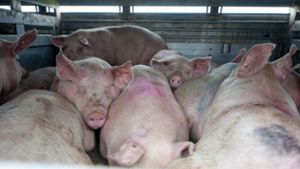 Schweinetransporter kippt - 35 Tiere tot