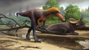 Früher Verwandter des Tyrannosaurus Rex entdeckt