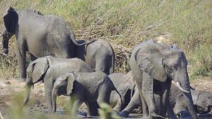 Artenschutzkonferenz verbietet Elefanten-Export für Zoos