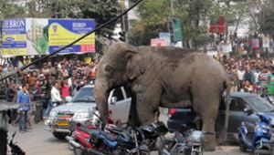 Wilder Elefant trampelt durch indische Stadt