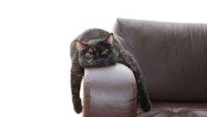 „Couch-Potatos“ leben deutlich riskanter