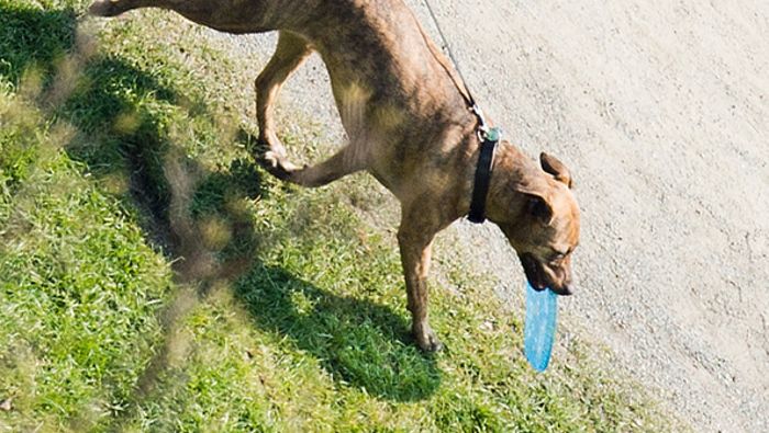 Kulmbach: Hund durch Köder vergiftet