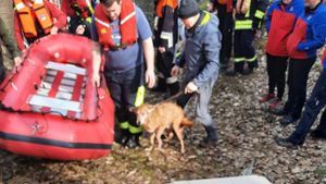 Feuerwehr rettet Hund vor dem Ertrinken
