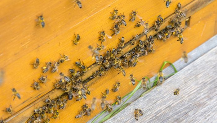 Bienen: Völkersterben im Frost