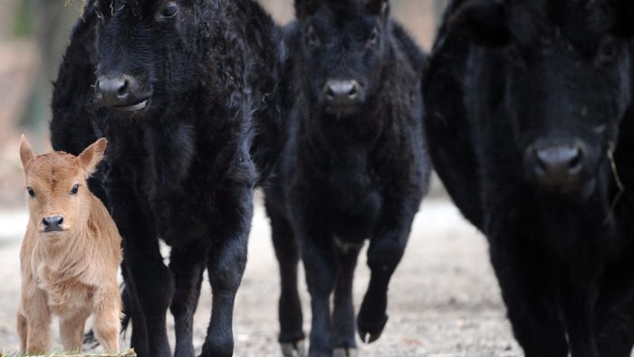 Behörde lässt 19 Zebu-Rinder erschießen