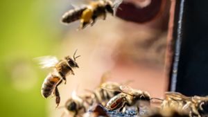 Senior wollte Bienenschädlinge bekämpfen