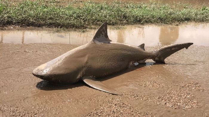 „Sharknado“: Wirbelsturm spült Hai an Land