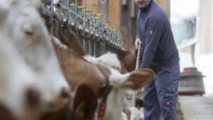 100 Millionen Euro für Milchbauern