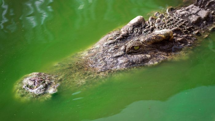 Selfie mit Krokodil: Keine gute Idee