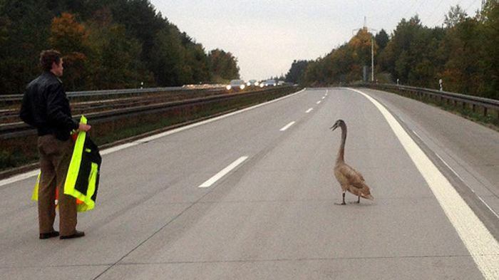 Schwan blockiert Autobahn in Oberpfalz