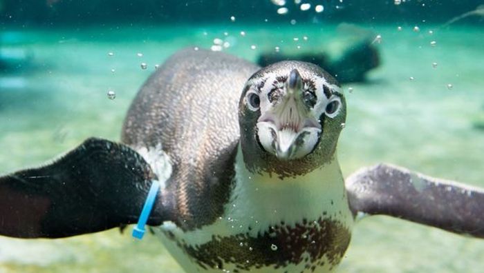Pinguin aus Gehege in Mannheim gestohlen