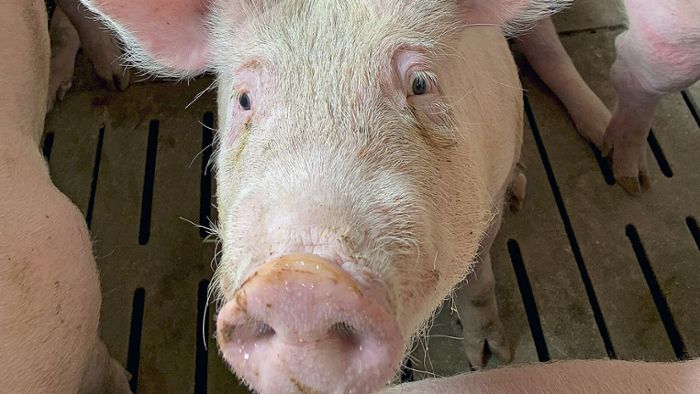 Schweinebraten bald aus China