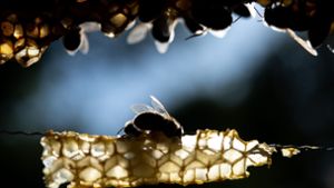 Faulbrut bei Bienen: München richtet Sperrzone ein