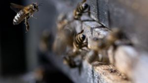 Nach Ausbruch von Bienenseuche: Sperrzonen eingerichtet