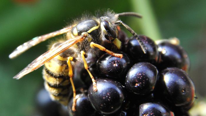 Wespen: Viele Königinnen überlebten