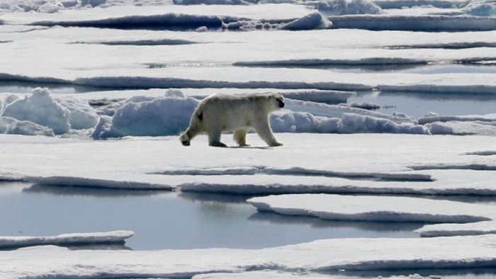 Hungrige Eisbären nähern sich Dorf am Nordpolarmeer