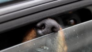 Hund stirbt in überhitztem Auto