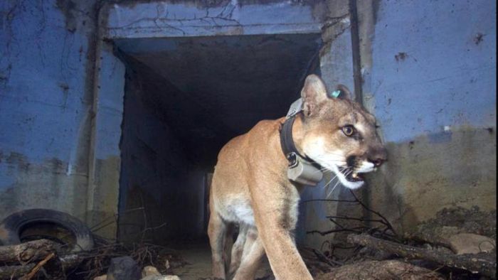 Puma überlebt Autobahnquerungen - und stirbt nach Waldbrand