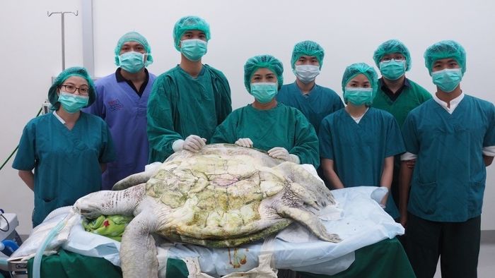 Schildkröten-OP: Ärzte finden 1000 Münzen