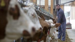 100 Millionen Euro für Milchbauern