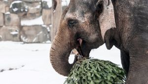 Weihnachtsbäume für Elefanten