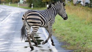 Zirkus-Zebra Pumba büxt aus - und wird erschossen