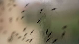 Krankheit: Weniger Malaria in Afrika?