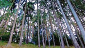 Bayern investiert für Umbau der Wälder zusätzliche Millionen