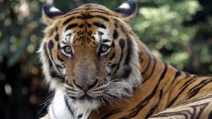 Tiger tötet erfahrene Wärterin in US-Zoo