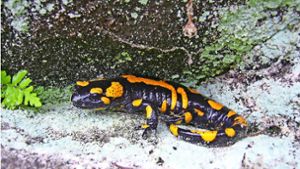 Die Pest bedroht den  Salamander