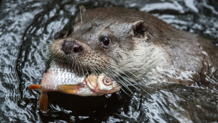 Teichwirte verlangen Otter-Abschuss