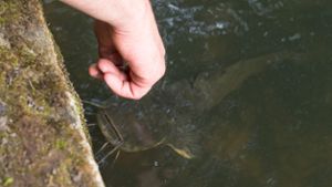 Angler findet Leichenhand in Waller