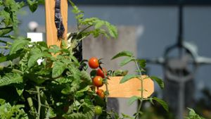 Tomaten dürfen aufs Grab