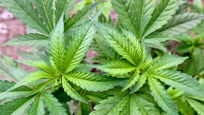 Einige bayerische Bauern wollen offenbar bald Cannabis anbauen