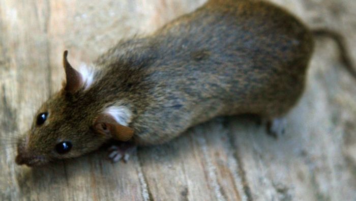 Gera kämpft gegen Ratten im Stadtzentrum