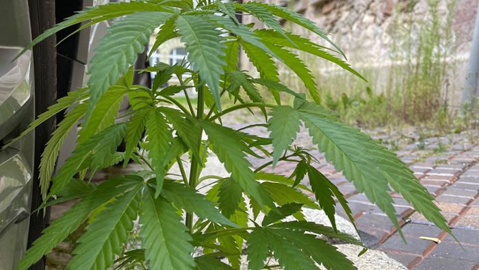 In Wunsiedel wächst Cannabis im Rinnstein 