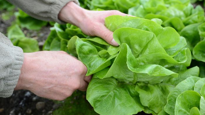 Selbitz: Student stiehlt Salatkopf aus Garten