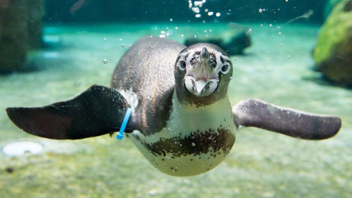 Pinguin aus Gehege in Mannheim gestohlen