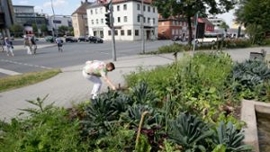 Vitamine und Blei zum Naschen: Die Posse um das öffentliche Gemüsebeet am Hohenzollernring