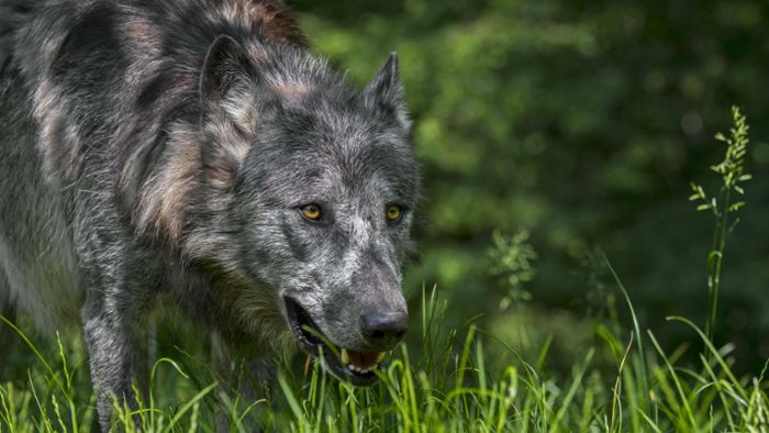 Wildpark schützt sich vor Wolf