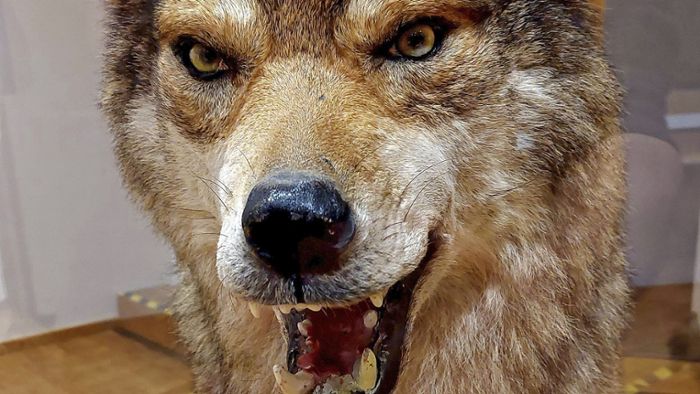 Welche Gefahr geht von einem Wolf aus?