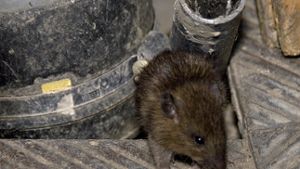 Stadt kämpft im September und Oktober gegen Ratten