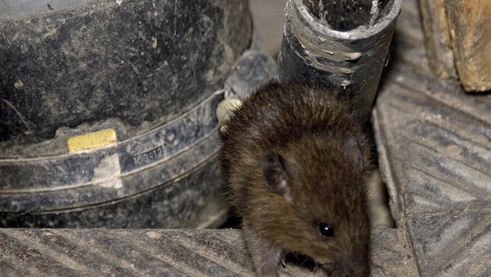 Stadt kämpft im September und Oktober gegen Ratten