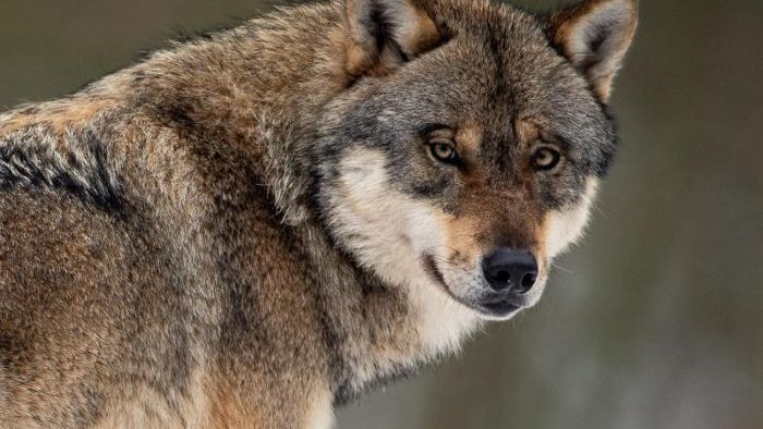 Mehr Wolfsrudel in Deutschland gezählt