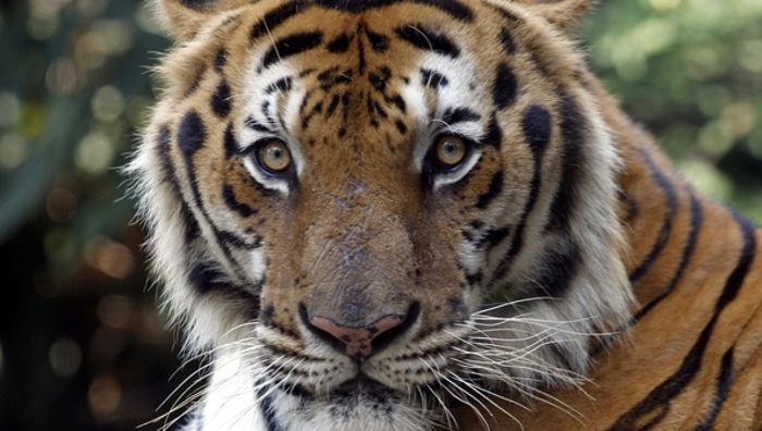 Tiger tötet erfahrene Wärterin in US-Zoo