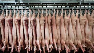 Schweinekopf und Innereien illegal entsorgt